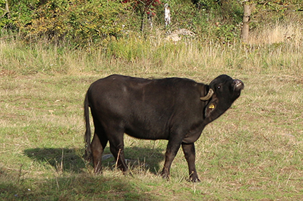 Wasserbüffel